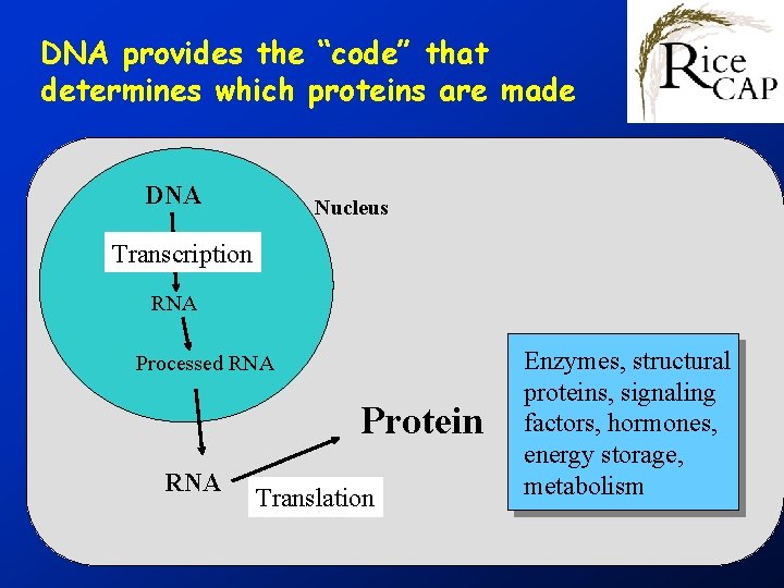 DNA provides the “code” that determines which proteins are made DNA Nucleus Transcription RNA