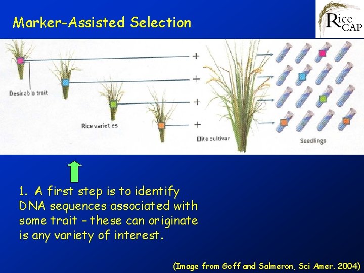 Marker-Assisted Selection 1. A first step is to identify DNA sequences associated with some