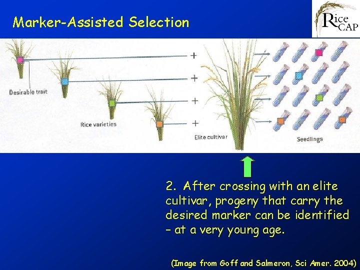 Marker-Assisted Selection 2. After crossing with an elite cultivar, progeny that carry the desired