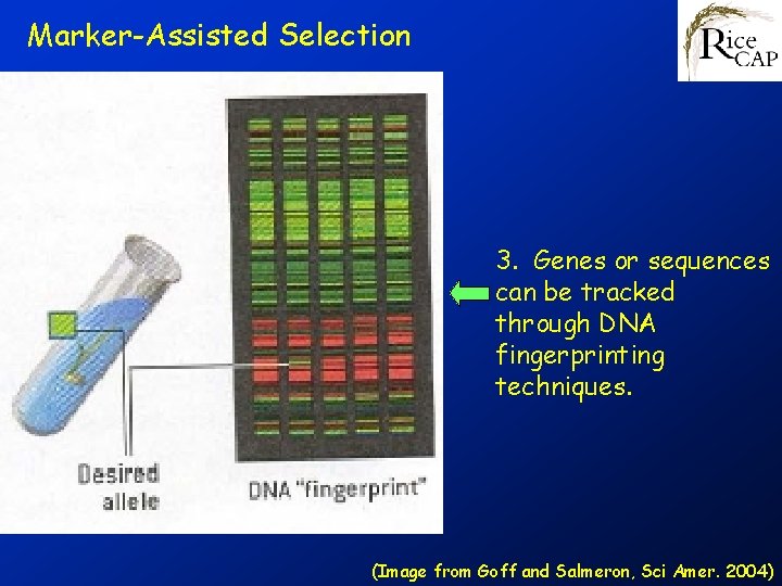 Marker-Assisted Selection 3. Genes or sequences can be tracked through DNA fingerprinting techniques. (Image