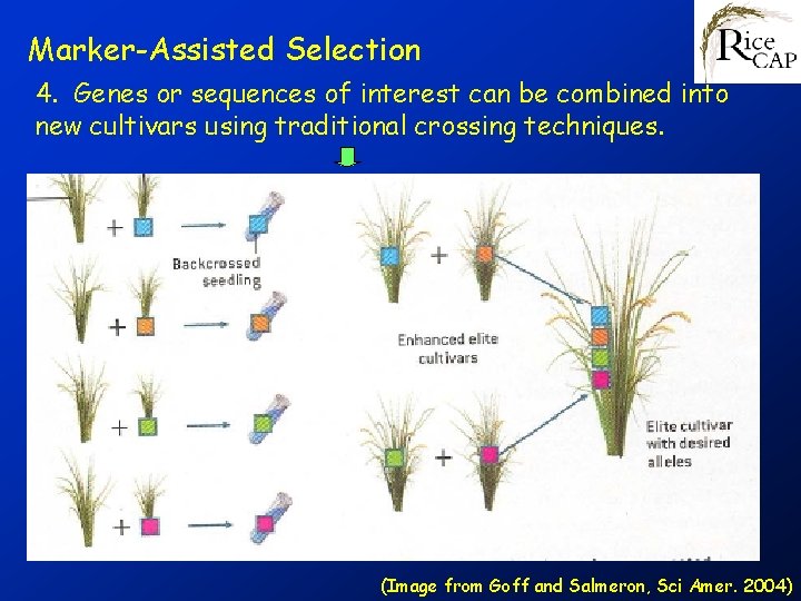 Marker-Assisted Selection 4. Genes or sequences of interest can be combined into new cultivars