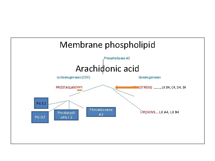 Membrane phospholipid Phospholipase A 2 Arachidonic acid cyclooxygenases (COX) PROSTAGLANDINS lipooxygenases LEUKOTRIENS ………. LK