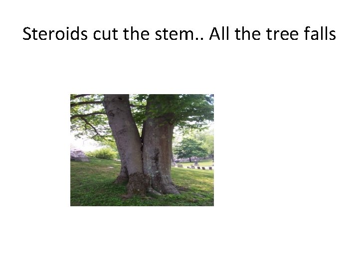 Steroids cut the stem. . All the tree falls 