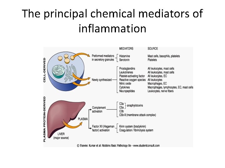 The principal chemical mediators of inflammation 