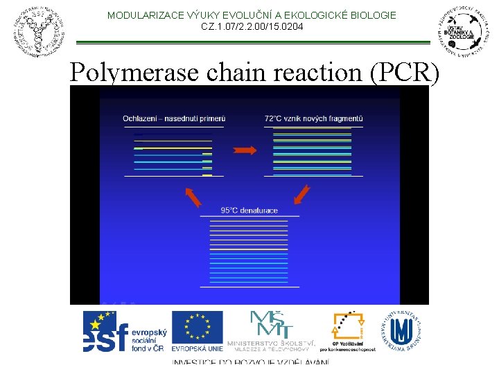 MODULARIZACE VÝUKY EVOLUČNÍ A EKOLOGICKÉ BIOLOGIE CZ. 1. 07/2. 2. 00/15. 0204 Polymerase chain