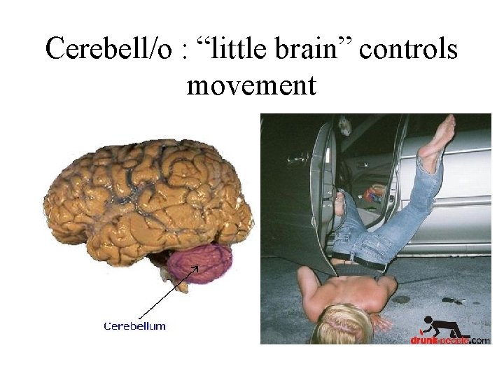 Cerebell/o : “little brain” controls movement 