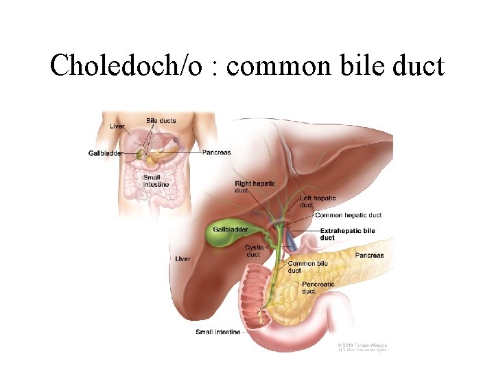 Choledoch/o : common bile duct 