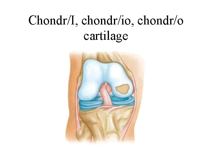 Chondr/I, chondr/io, chondr/o cartilage 
