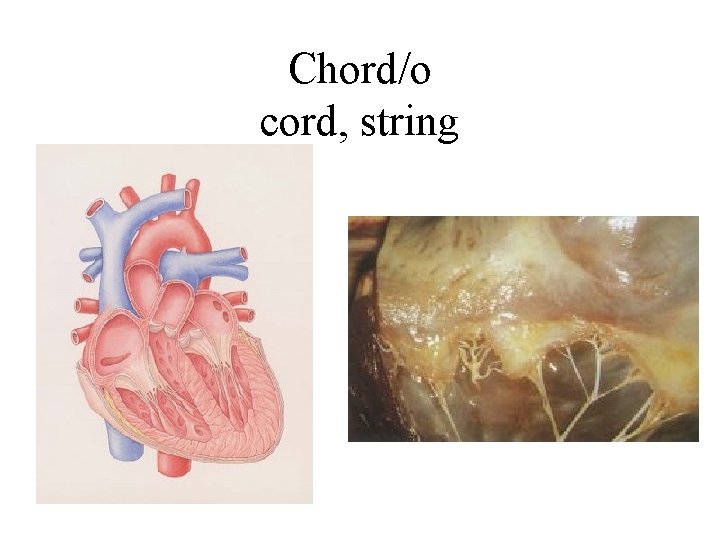 Chord/o cord, string 