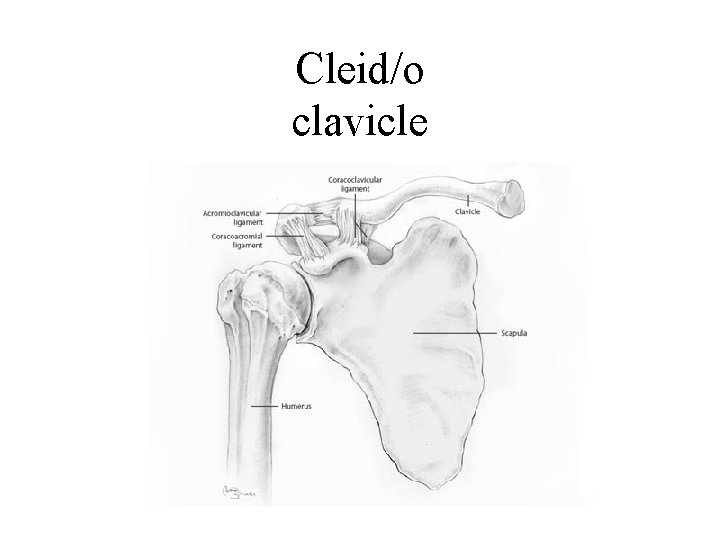 Cleid/o clavicle 
