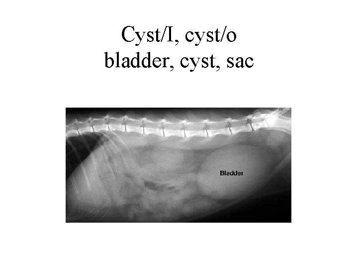Cyst/I, cyst/o bladder, cyst, sac 