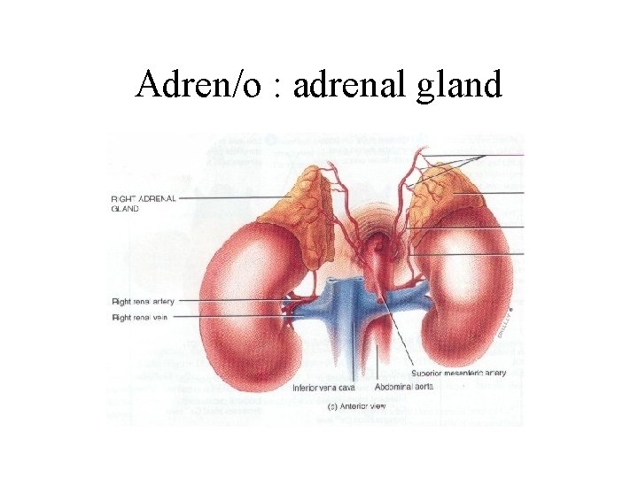 Adren/o : adrenal gland 
