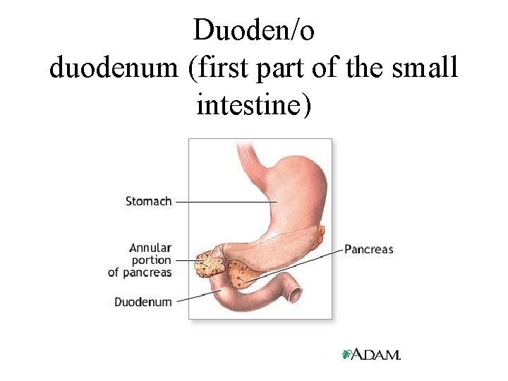 Duoden/o duodenum (first part of the small intestine) 