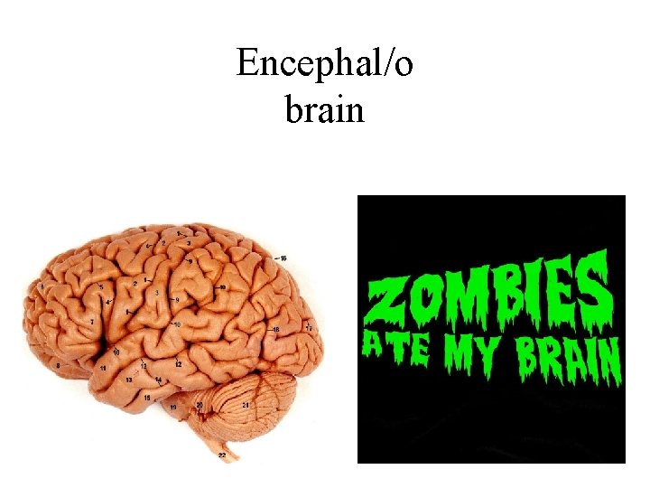 Encephal/o brain 