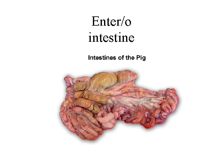 Enter/o intestine 