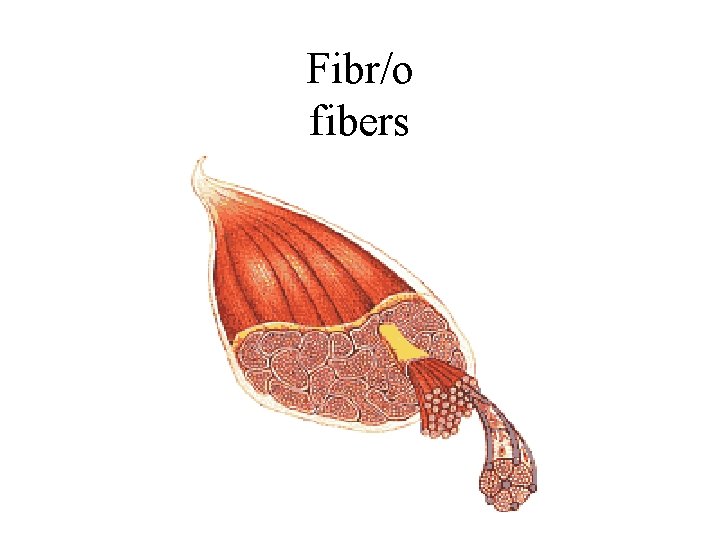 Fibr/o fibers 