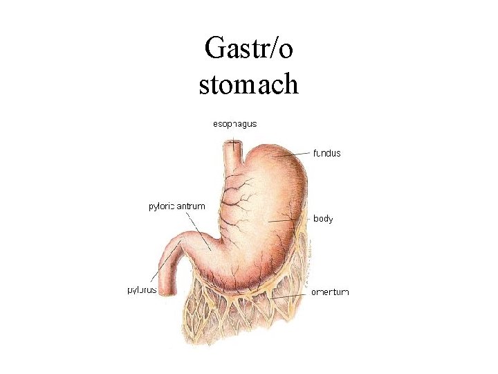 Gastr/o stomach 