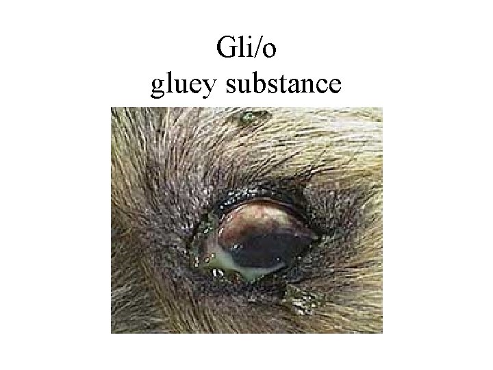 Gli/o gluey substance 