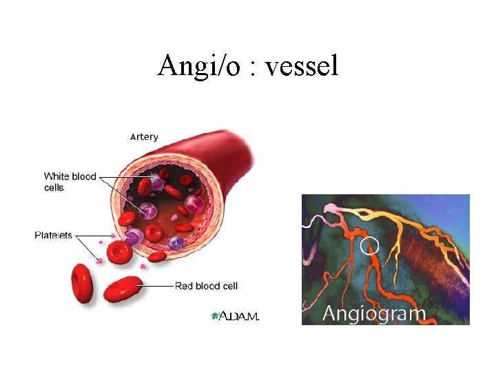 Angi/o : vessel 