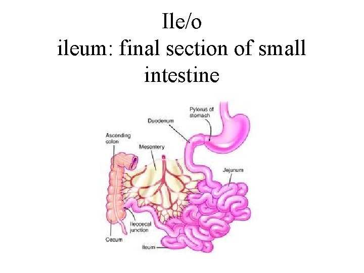 Ile/o ileum: final section of small intestine 
