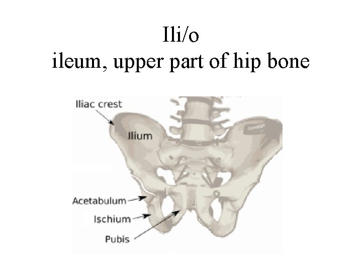Ili/o ileum, upper part of hip bone 