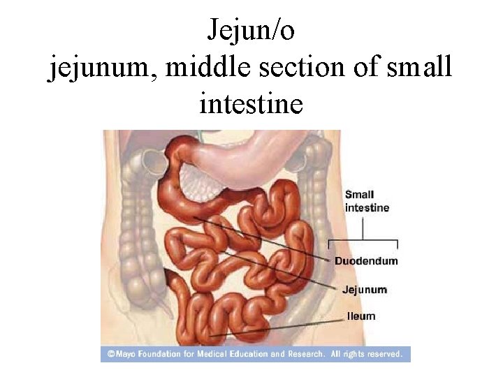 Jejun/o jejunum, middle section of small intestine 