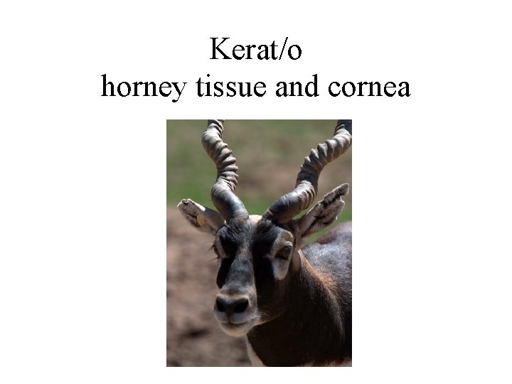 Kerat/o horney tissue and cornea 