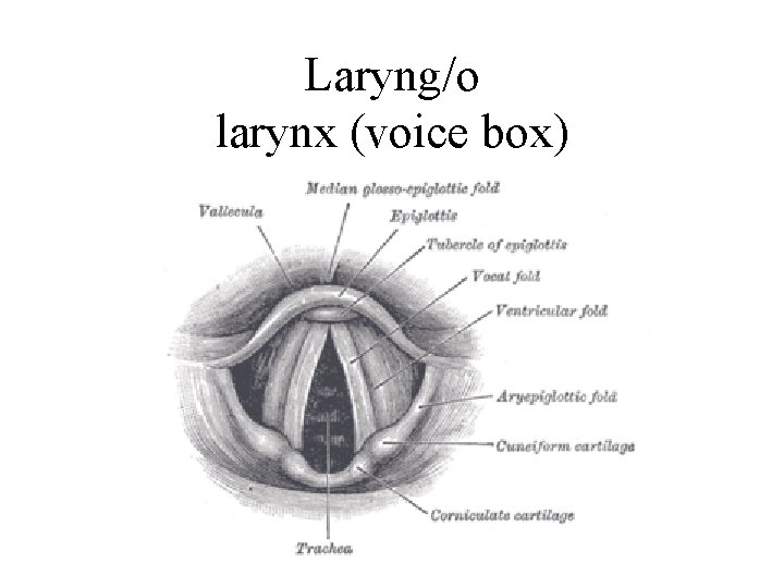 Laryng/o larynx (voice box) 
