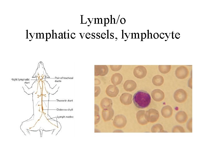 Lymph/o lymphatic vessels, lymphocyte 
