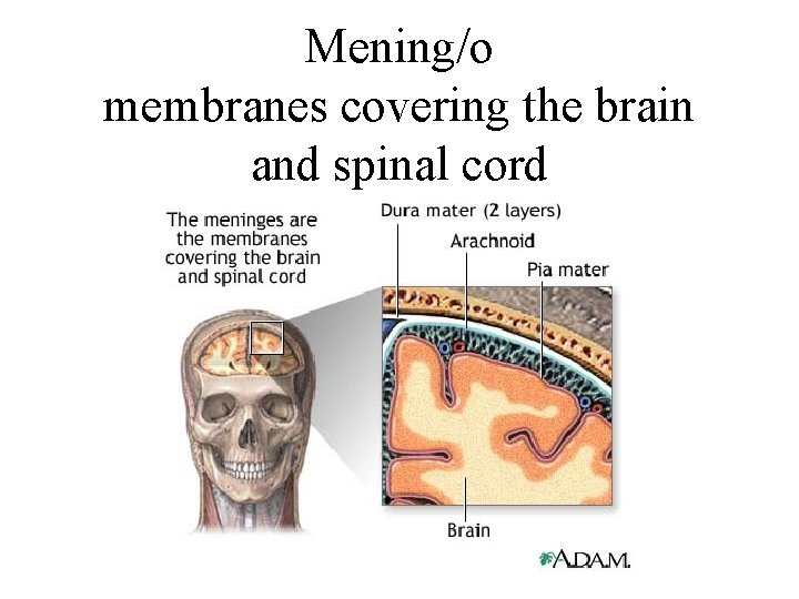 Mening/o membranes covering the brain and spinal cord 