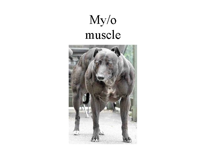 My/o muscle 