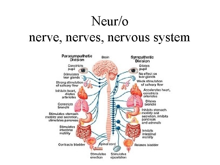 Neur/o nerve, nerves, nervous system 