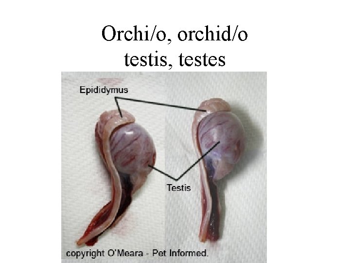 Orchi/o, orchid/o testis, testes 