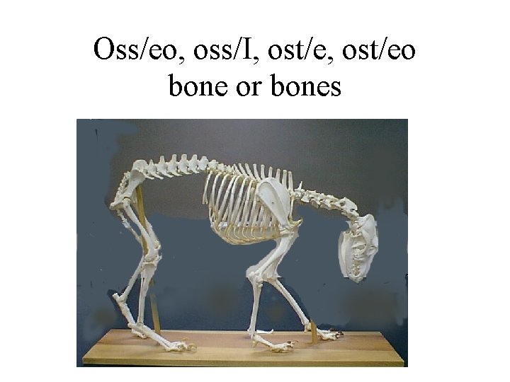 Oss/eo, oss/I, ost/eo bone or bones 
