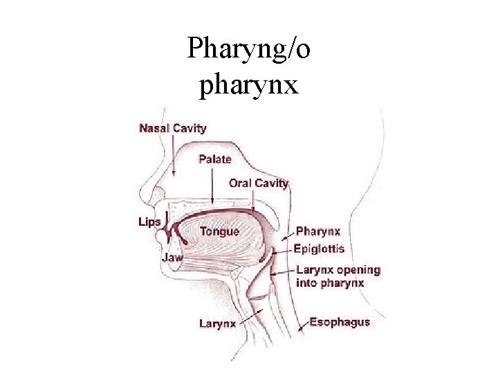 Pharyng/o pharynx 