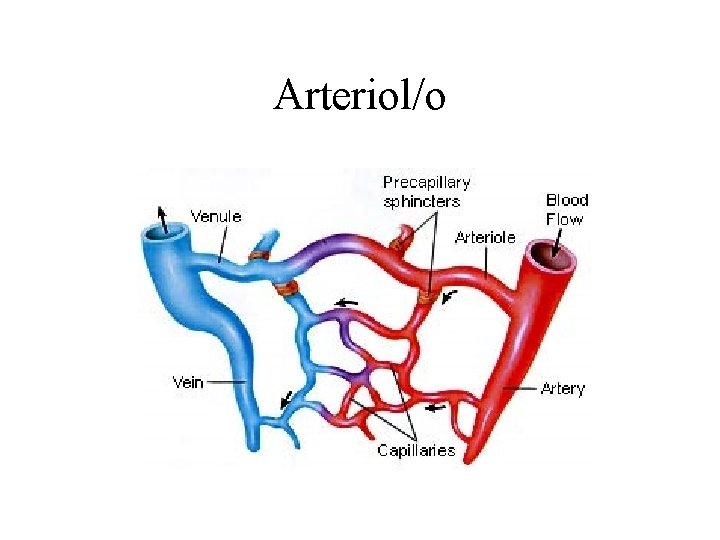 Arteriol/o 