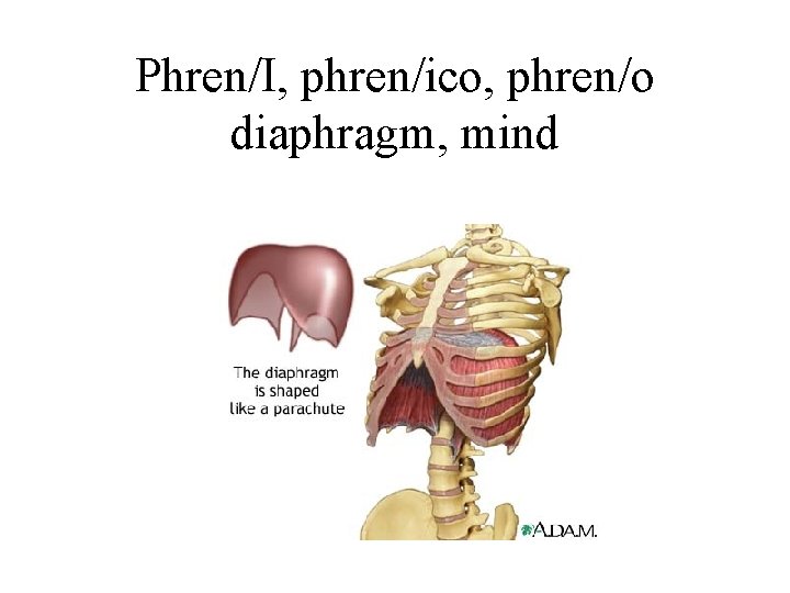 Phren/I, phren/ico, phren/o diaphragm, mind 