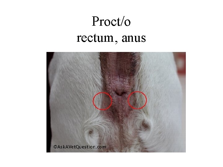 Proct/o rectum, anus 