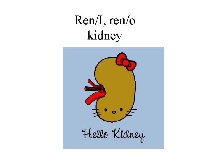 Ren/I, ren/o kidney 