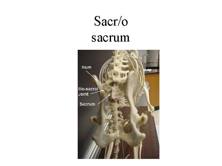 Sacr/o sacrum 
