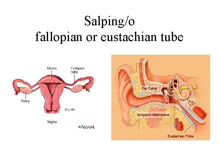 Salping/o fallopian or eustachian tube 