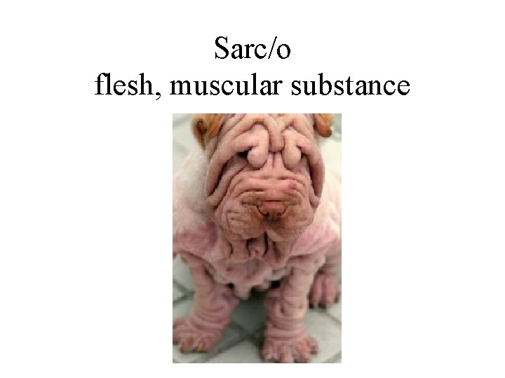 Sarc/o flesh, muscular substance 