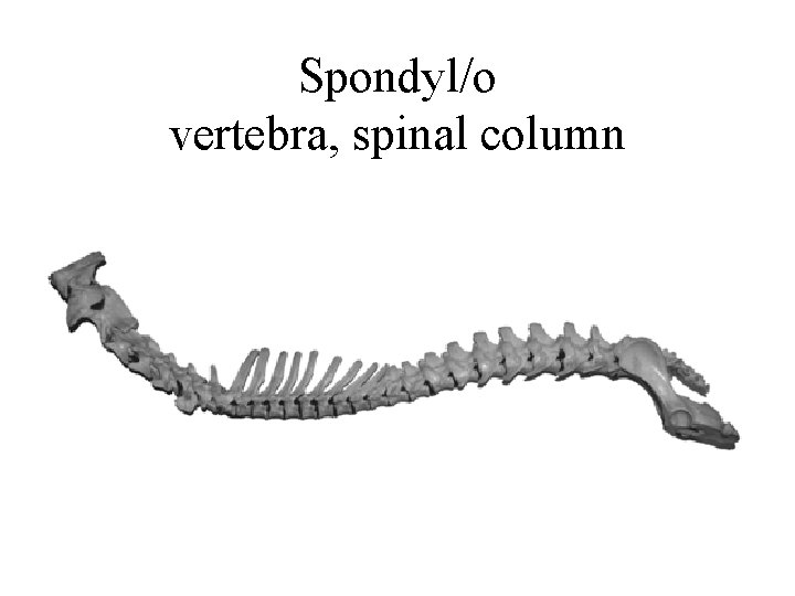 Spondyl/o vertebra, spinal column 
