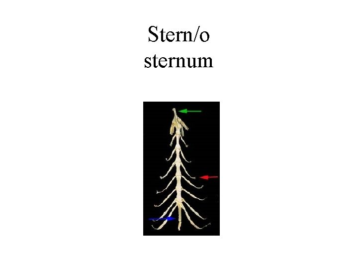 Stern/o sternum 