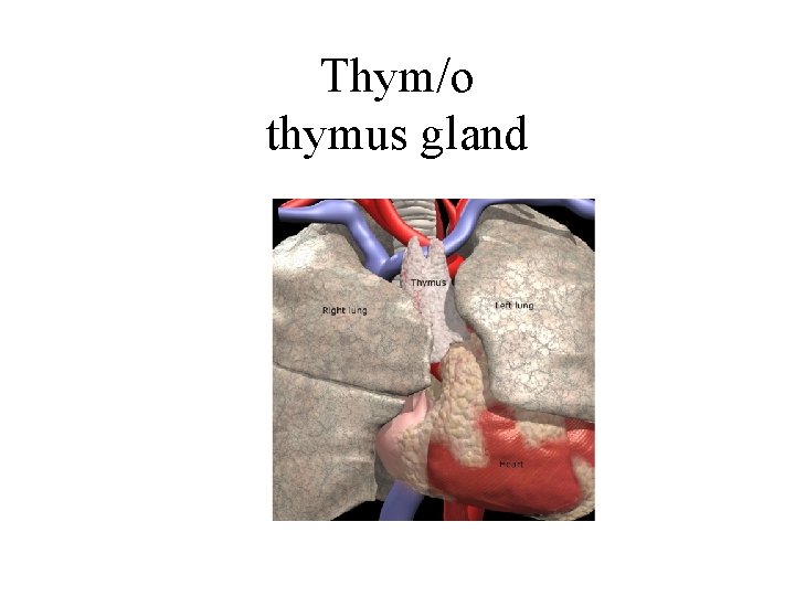 Thym/o thymus gland 