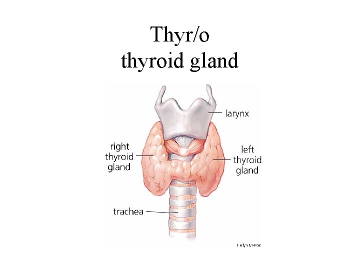 Thyr/o thyroid gland 