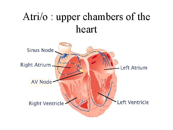 Atri/o : upper chambers of the heart 