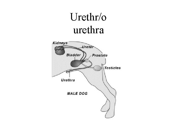 Urethr/o urethra 