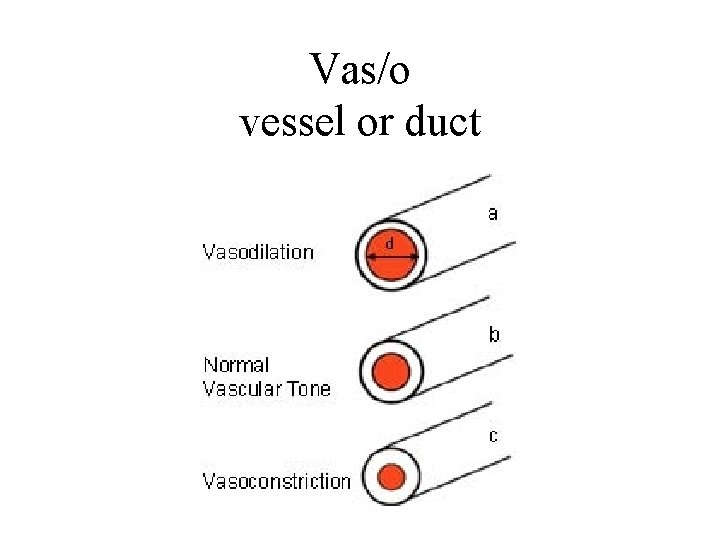 Vas/o vessel or duct 