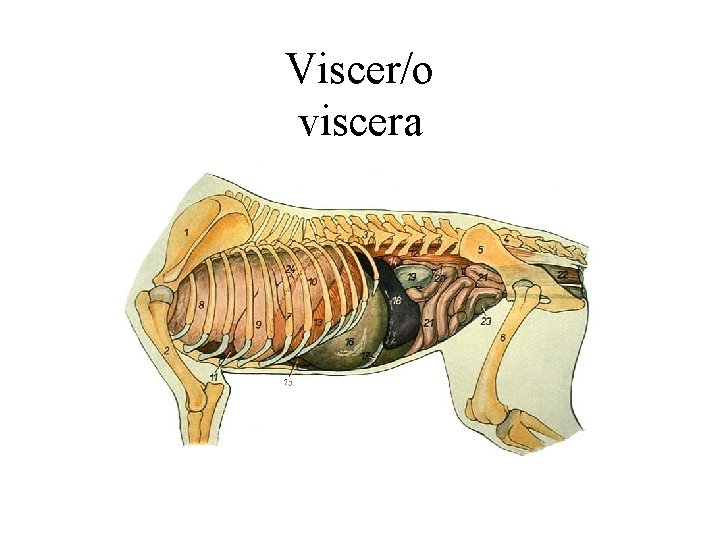 Viscer/o viscera 